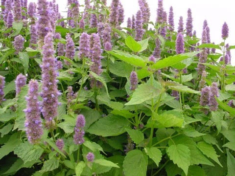 海南常见的名贵中草药(图5)
