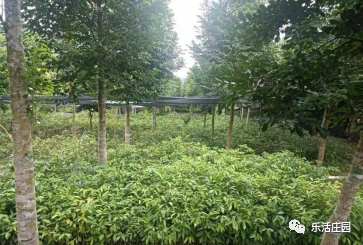 【黎苗药材】海南热沐吧共享农庄沉香基地(图8)