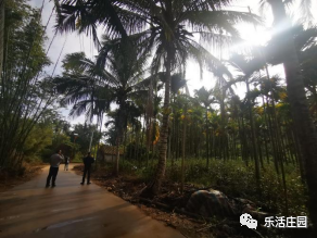 【黎苗药材】海南热沐吧共享农庄沉香基地(图7)