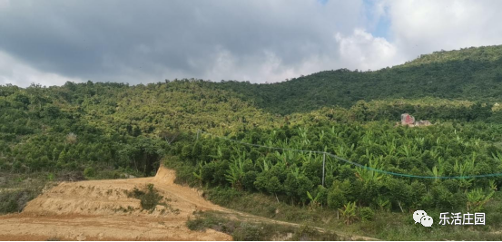 【黎苗药材】海南热沐吧共享农庄沉香基地(图9)