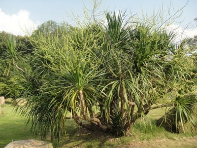海南植物资源概况